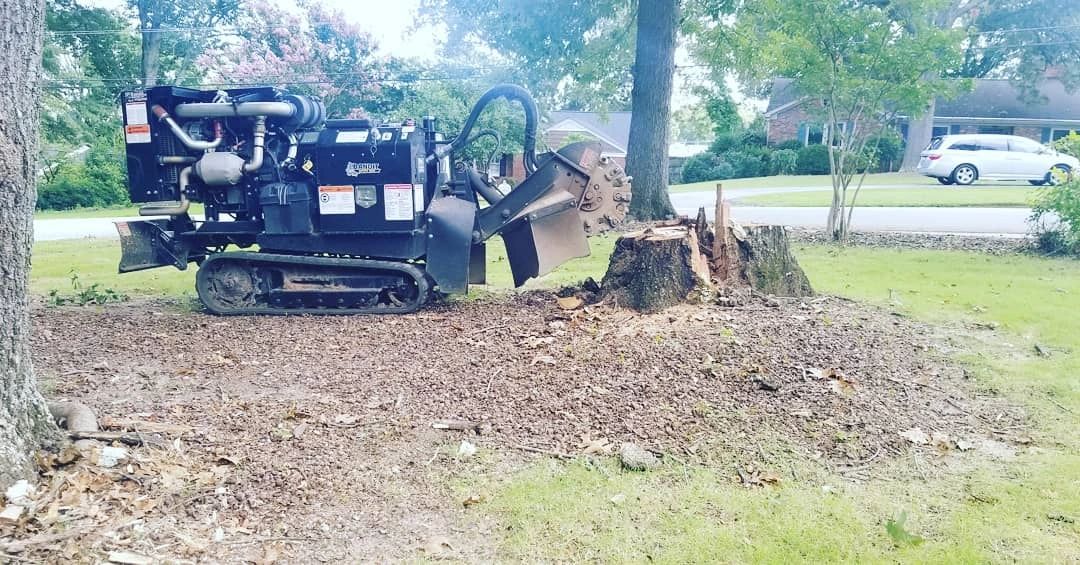 Large uprooted tree stump with exposed roots